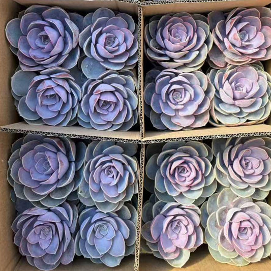 25355 Echeveria Perle von Nurnberg (12cm pot size)