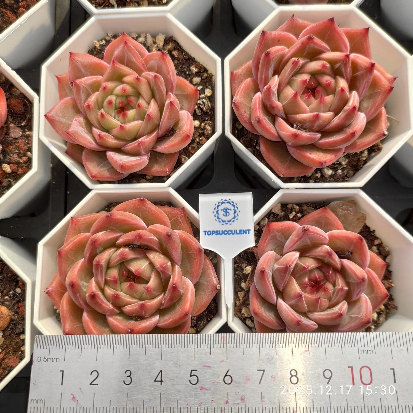 17305 Echeveria Caramel (7cm pot size)