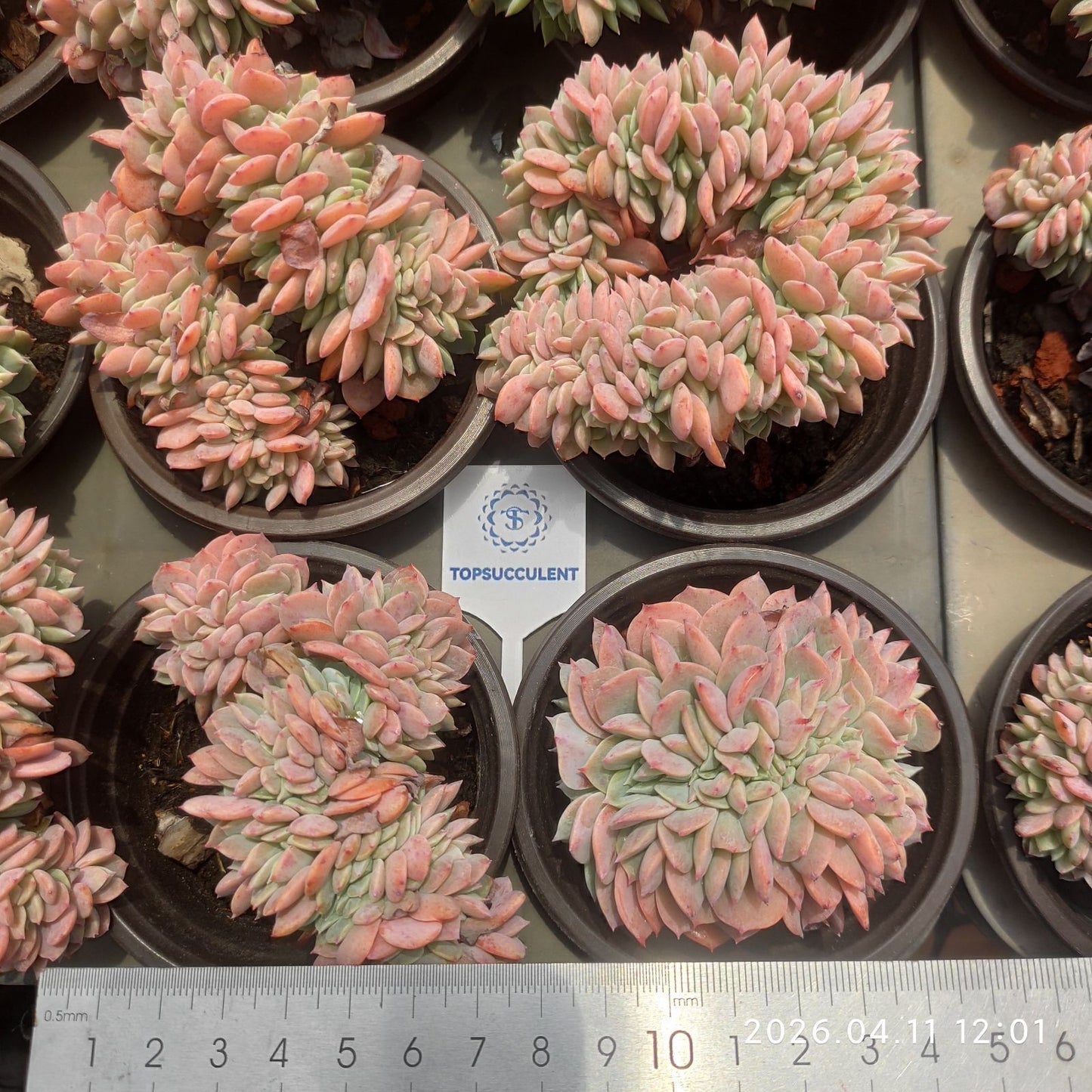 361404 Echeveria White Phoenix Cristata (9cm pot size)
