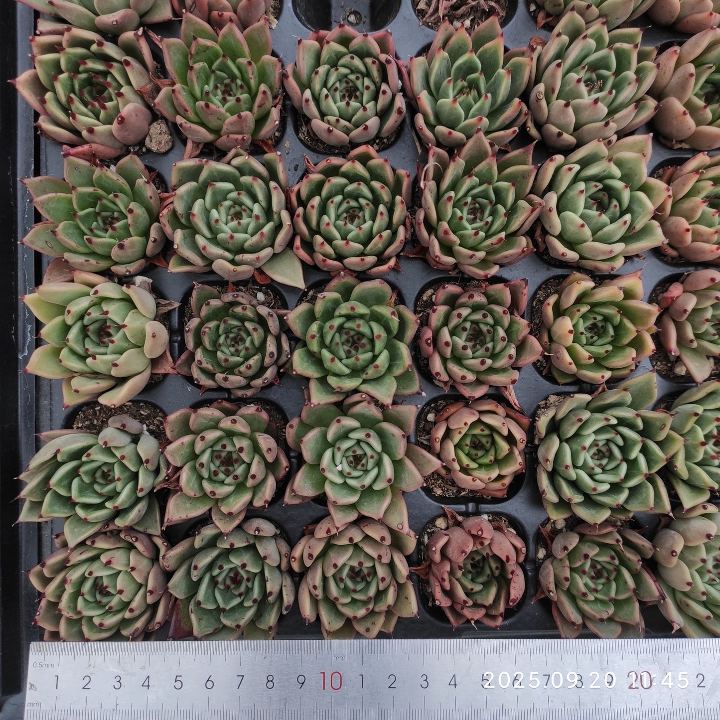 13986 Echeveria Absente (3cm pot size)