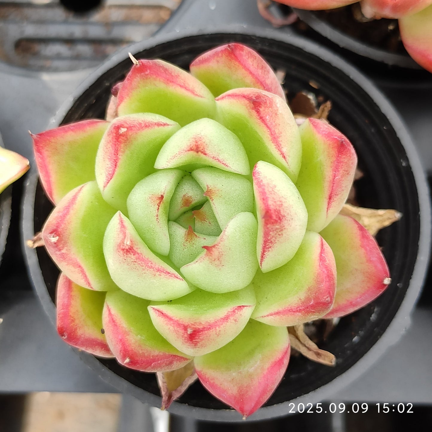 MMT790 Echeveria Dream Queen(5.5cm pot size)