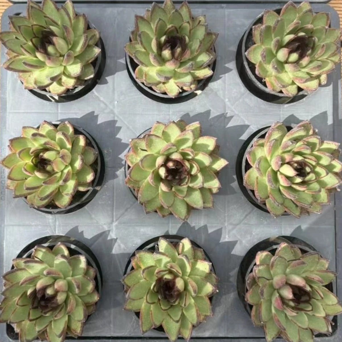 21129 Echeveria Mr Toad (10cm pot size)