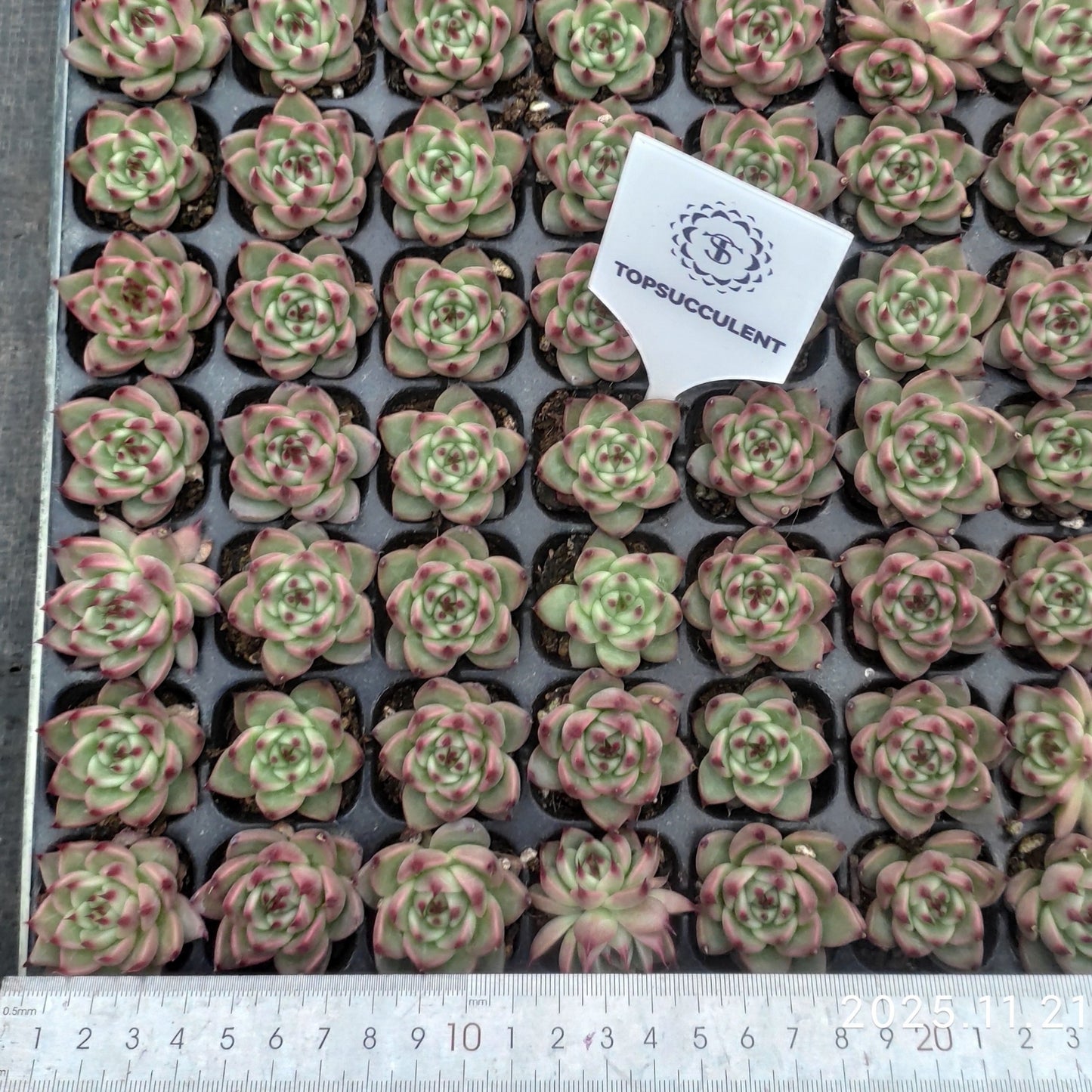 23968 Echeveria Tuscany (3cm pot size)