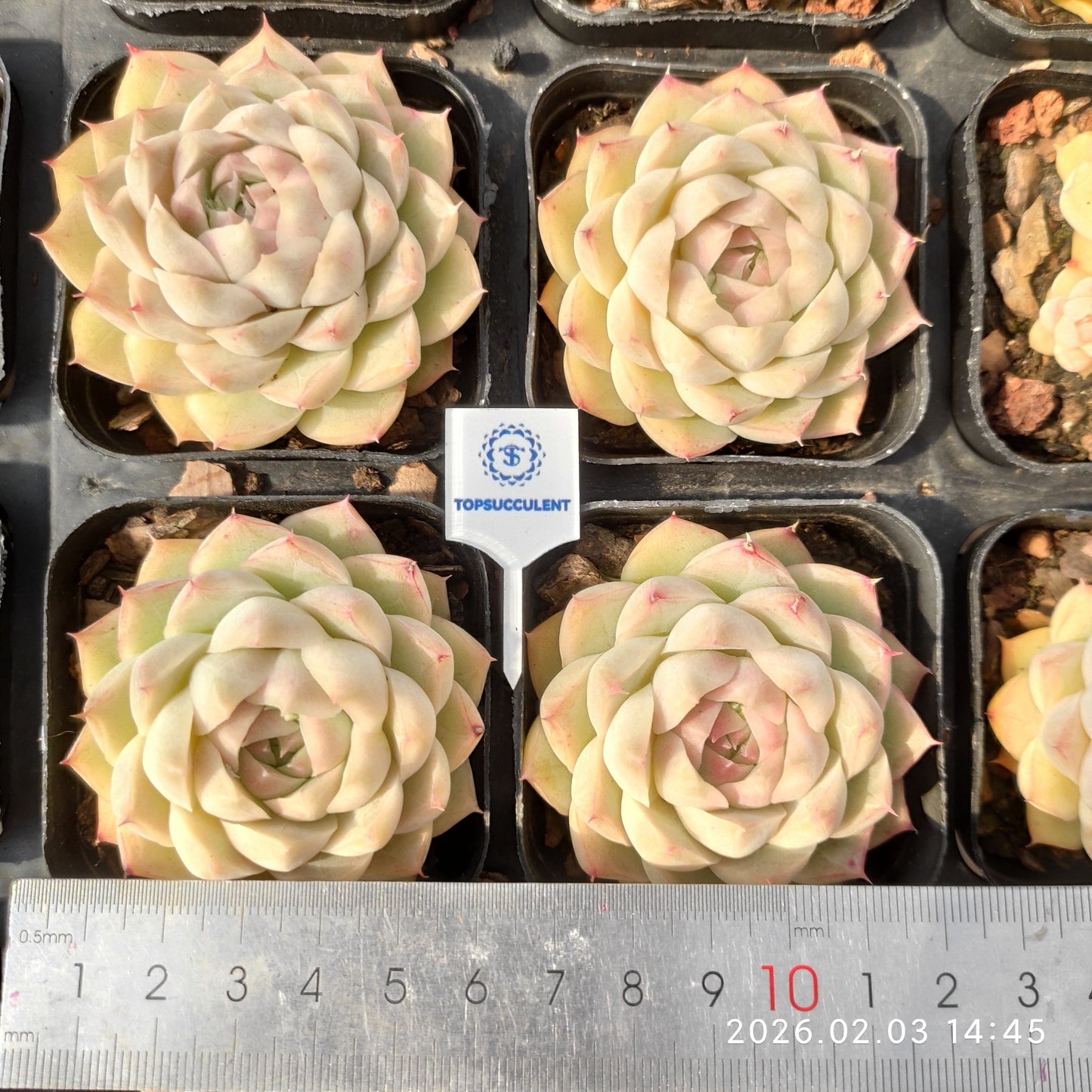 25678 Echeveria Queen of Peach (6.5cm pot size)