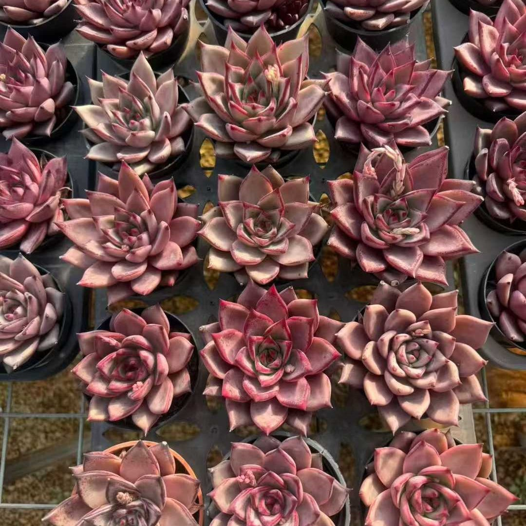 24967 Echeveria Romeo (9cm pot size)
