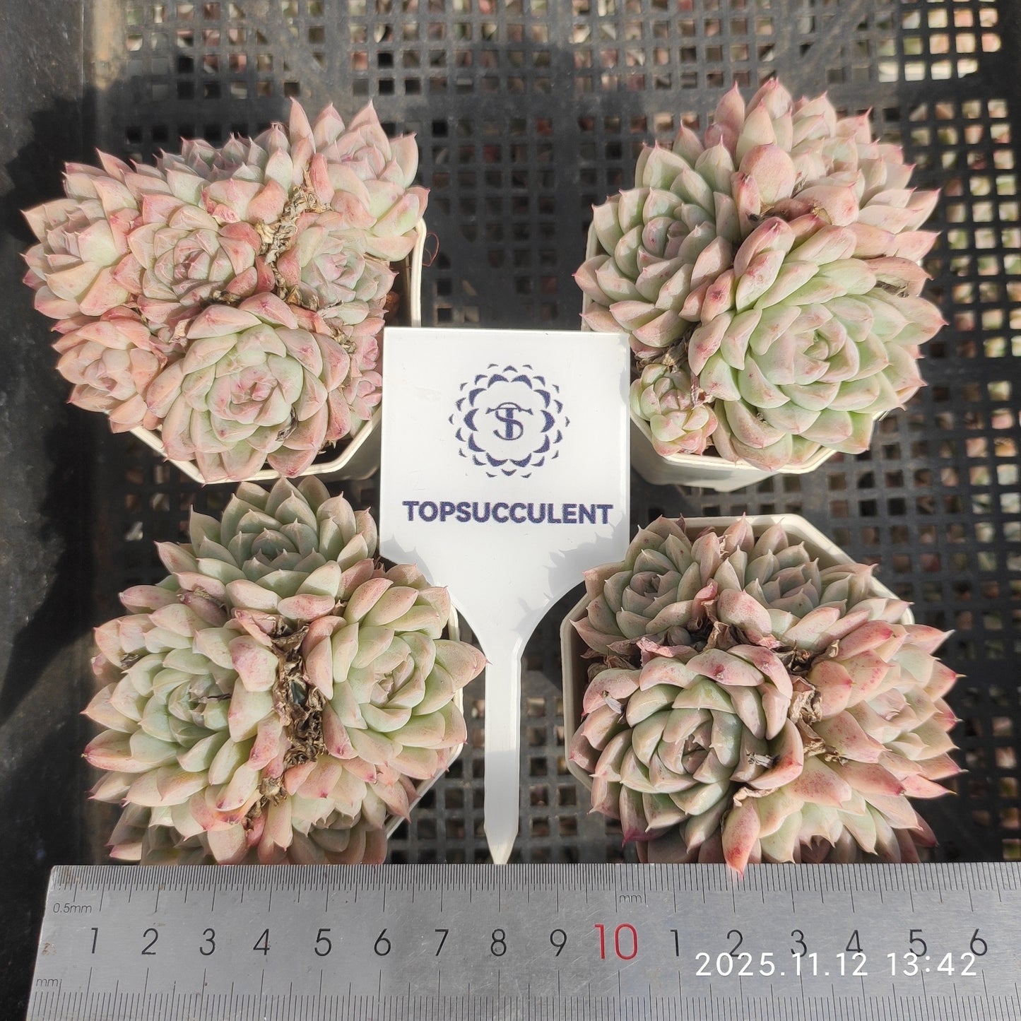 22522 Echeveria Pink Queen (7cm pot size)