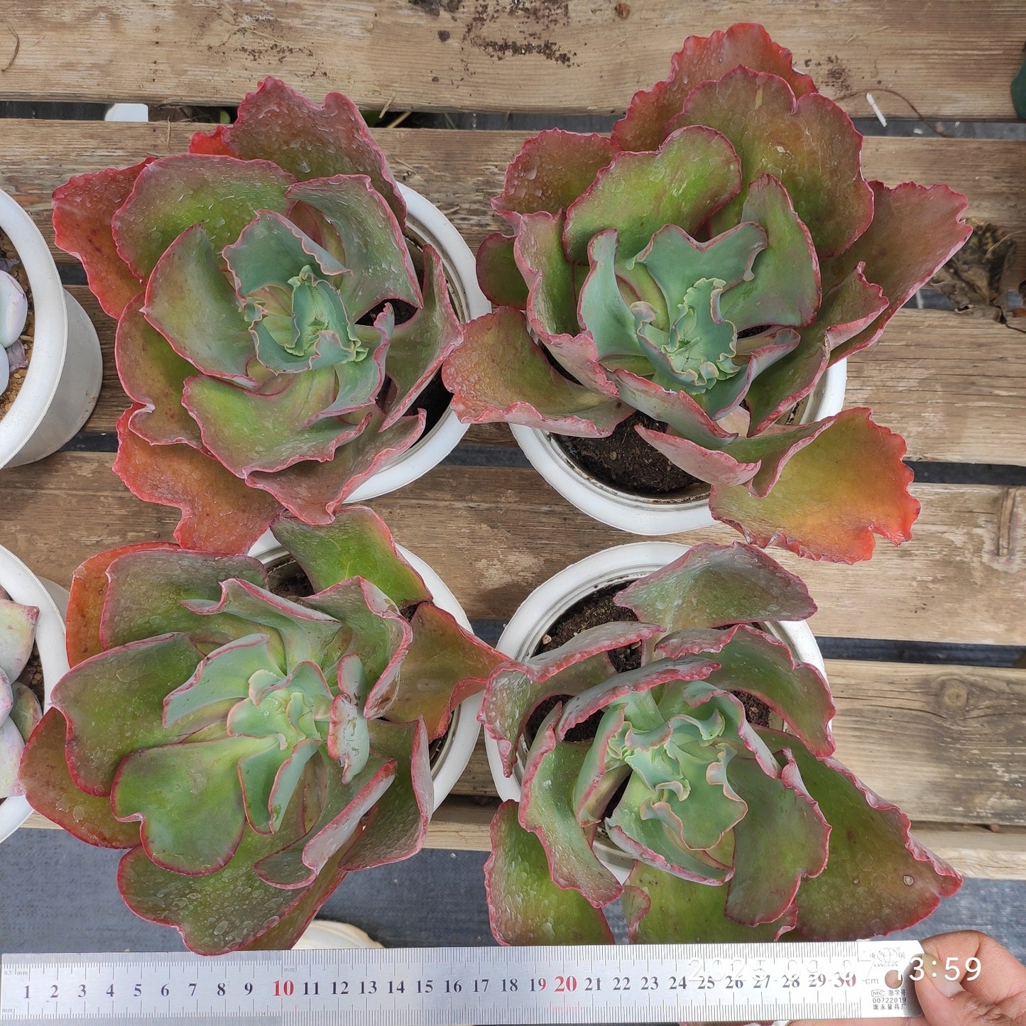 20808 Echeveria Wedding Dress (16cm pot size)