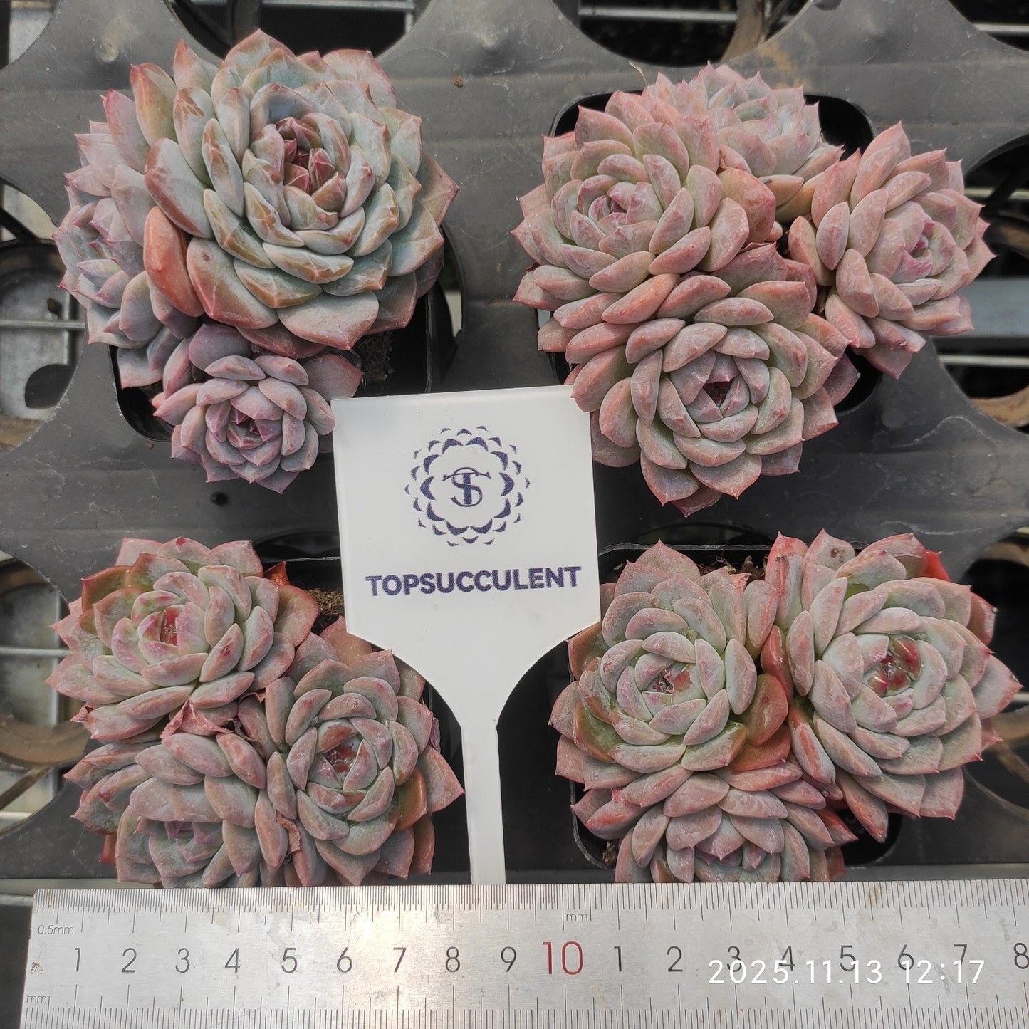 22450 Echeveria Cute Bubble (11cm pot size)