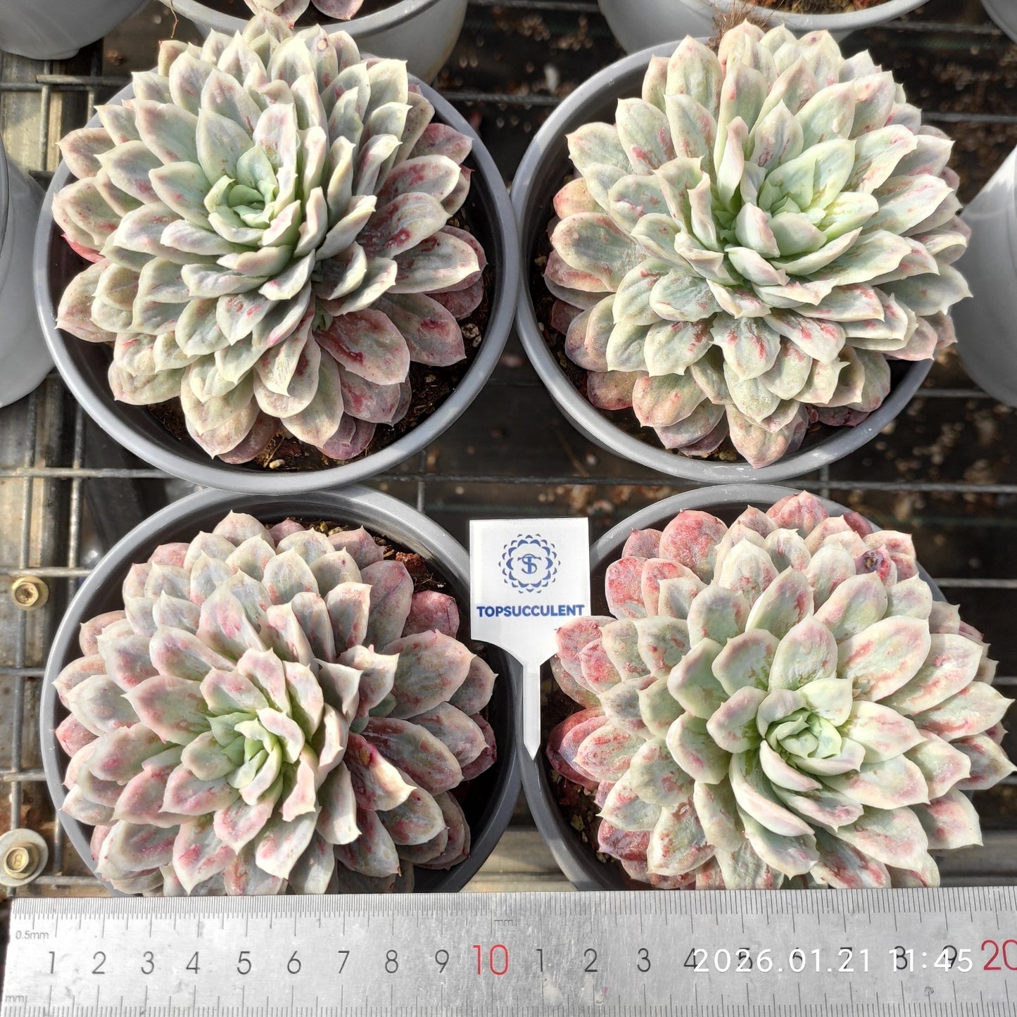 19324 Echeveria Bubble Cloth (12cm pot size)