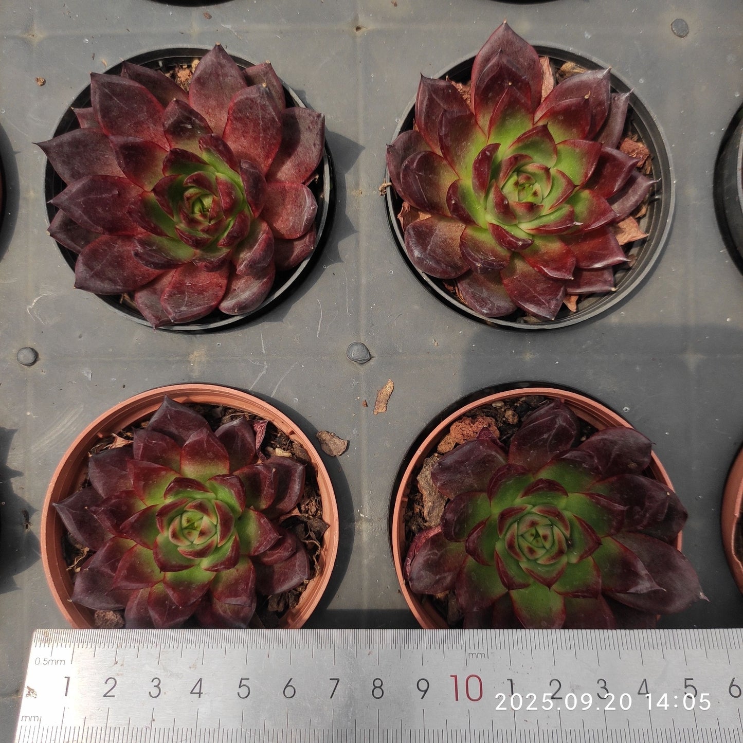 21206 Echeveria Robin Hyb (7cm pot size)