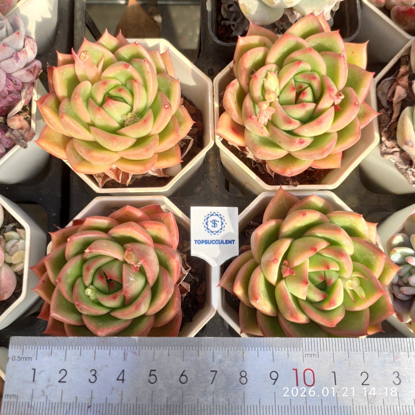 2292 Echeveria Diana (7cm pot size)