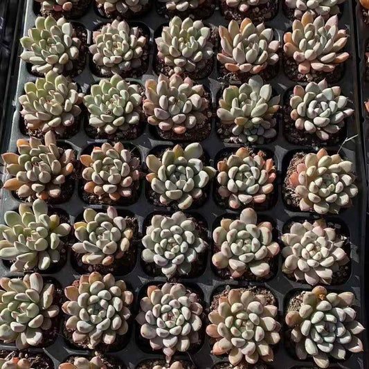 25363 Echeveria Soriel (5cm pot size)