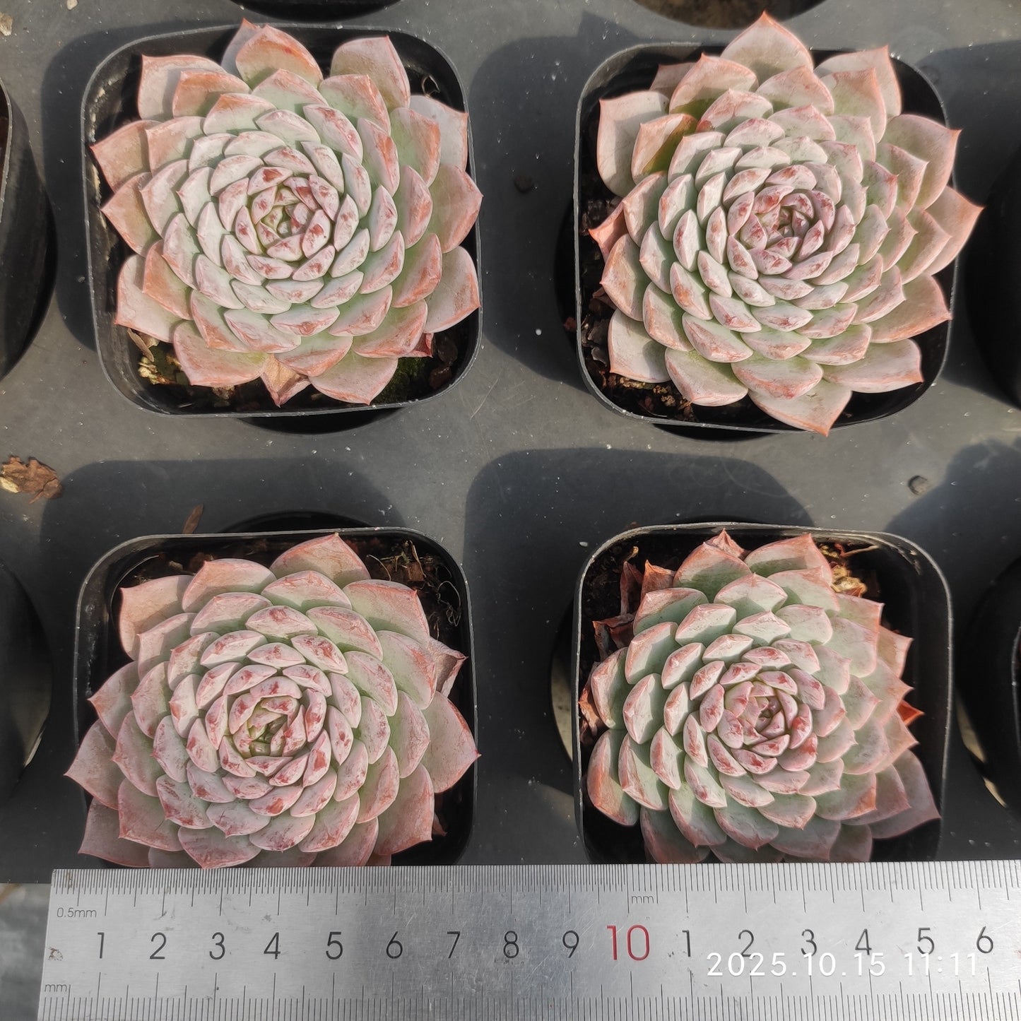 2384 Echeveria Amazing Grace (7cm pot size)