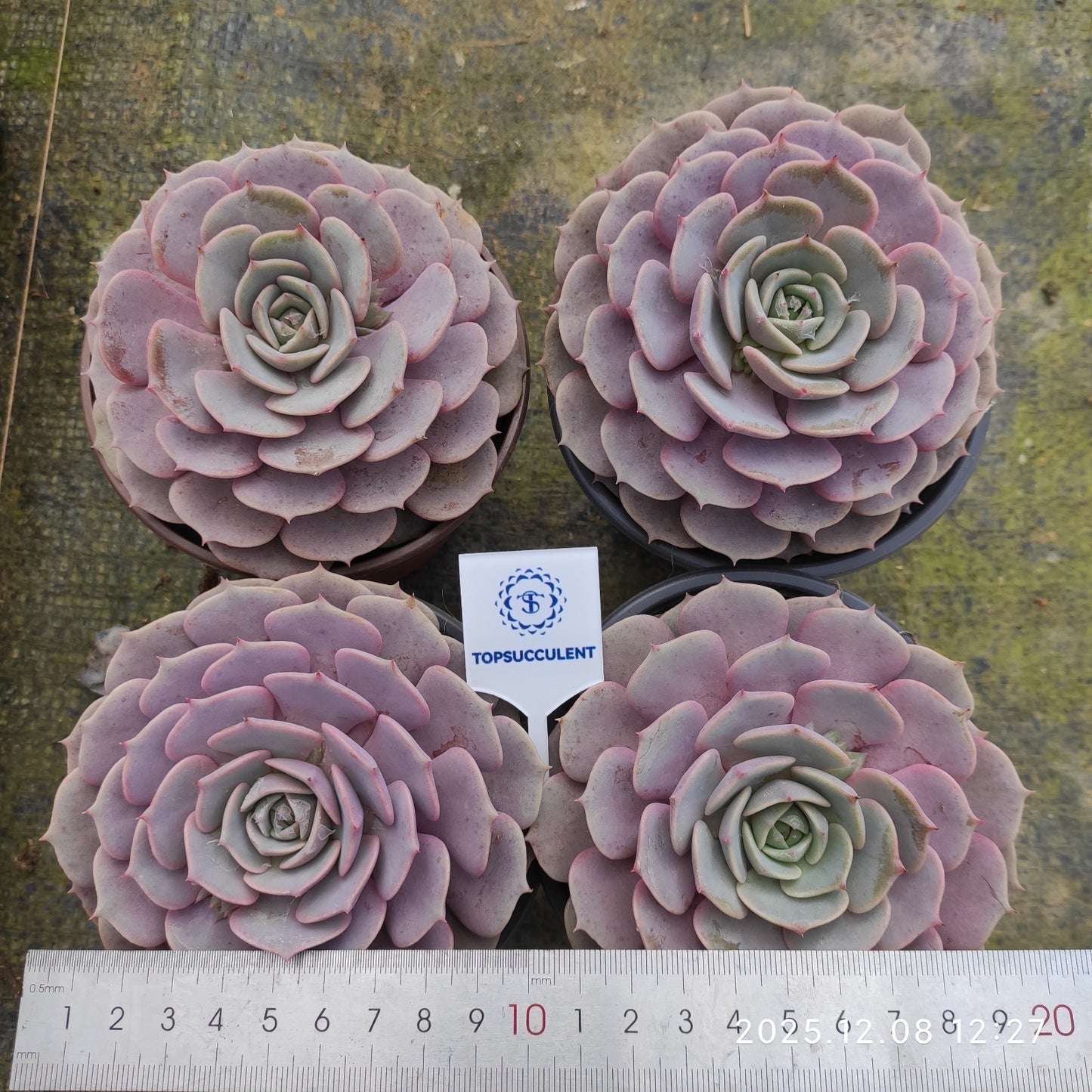 18834 Echeveria Pink Butterfly (11cm pot size)