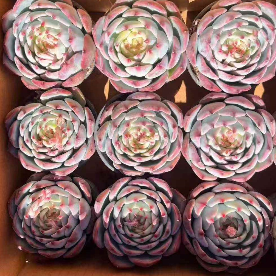 25054 Echeveria Chihuahuaensis (9cm pot size)