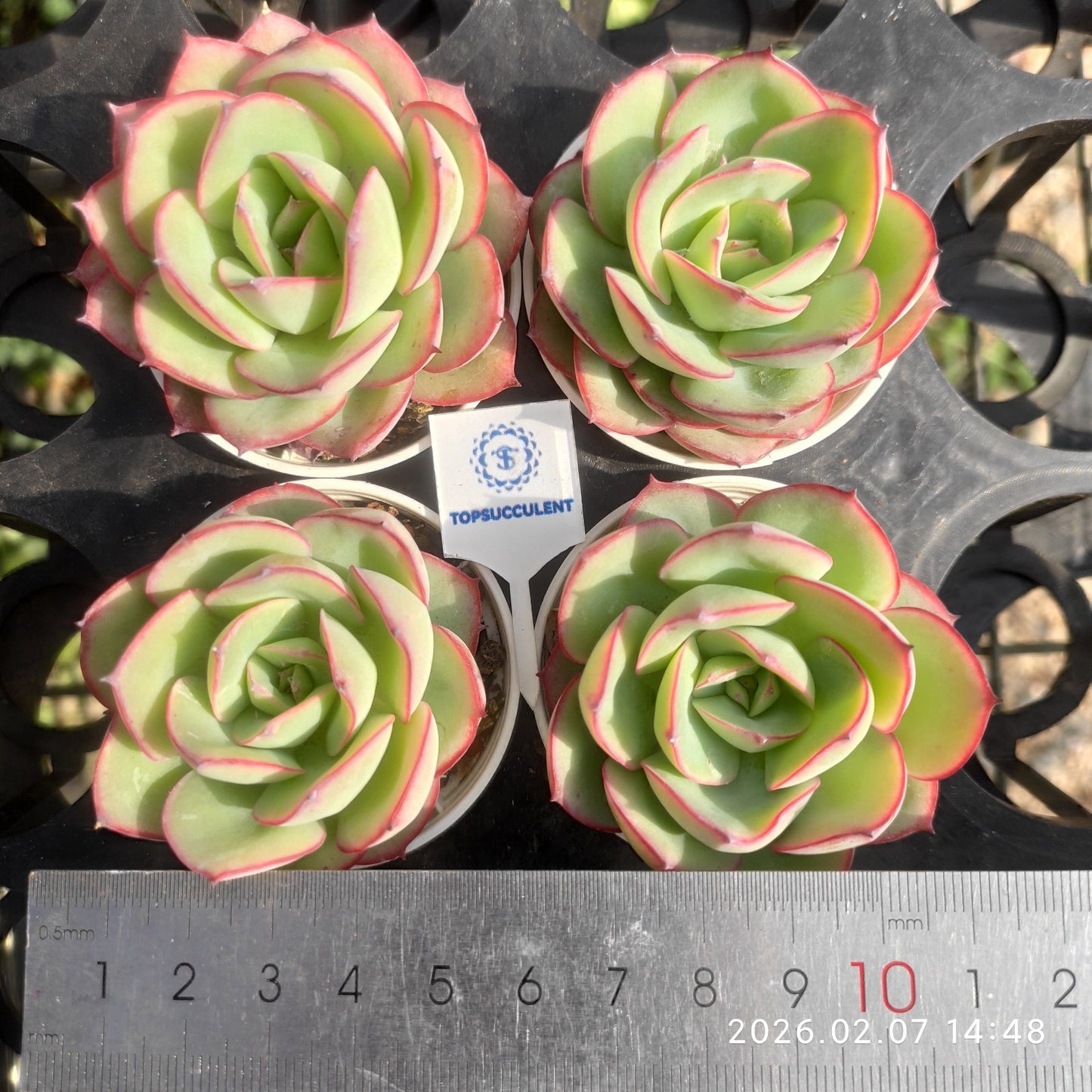 12751 Echeveria Modan Jeong (5.5cm pot size)