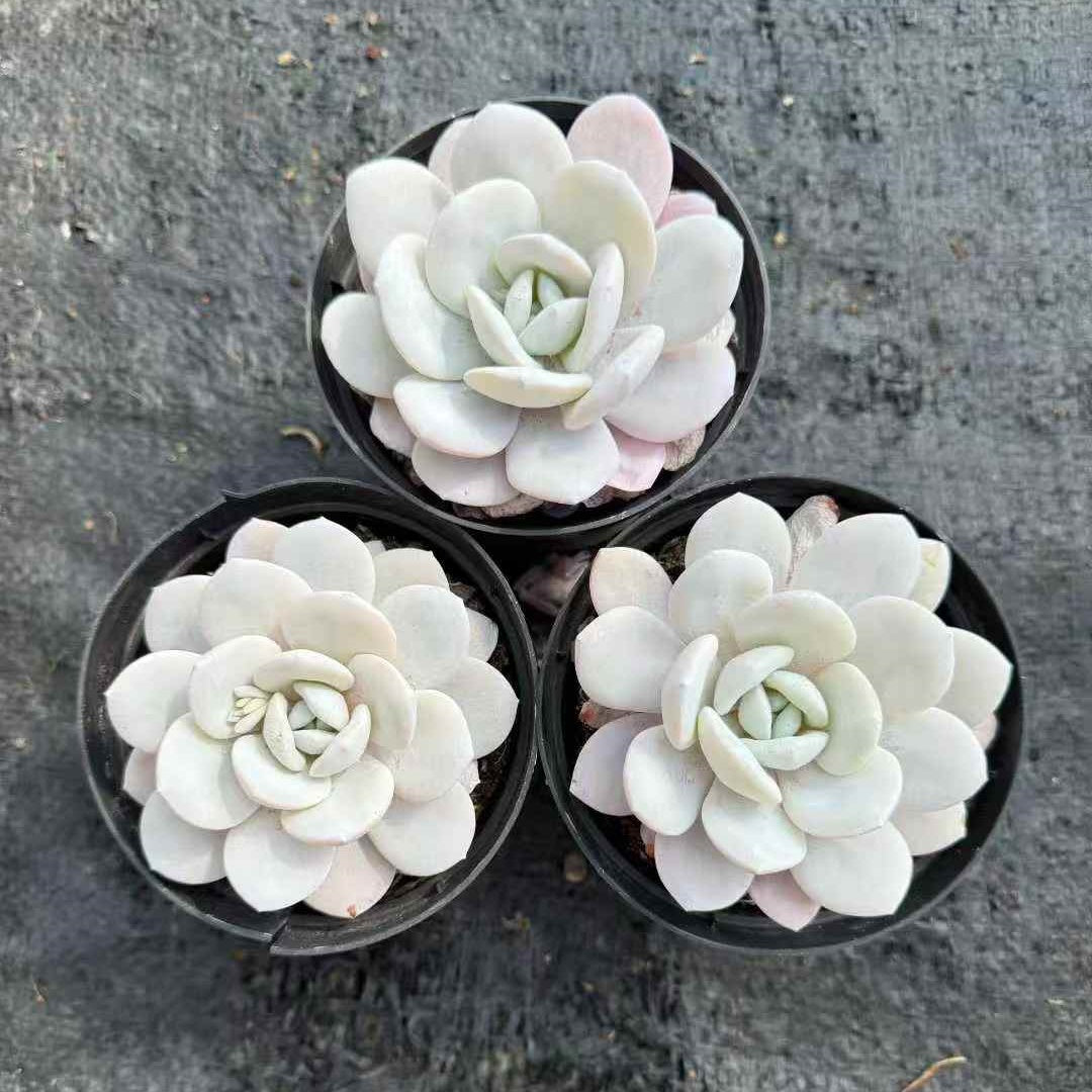 25004 Echeveria Laui (12cm pot size)