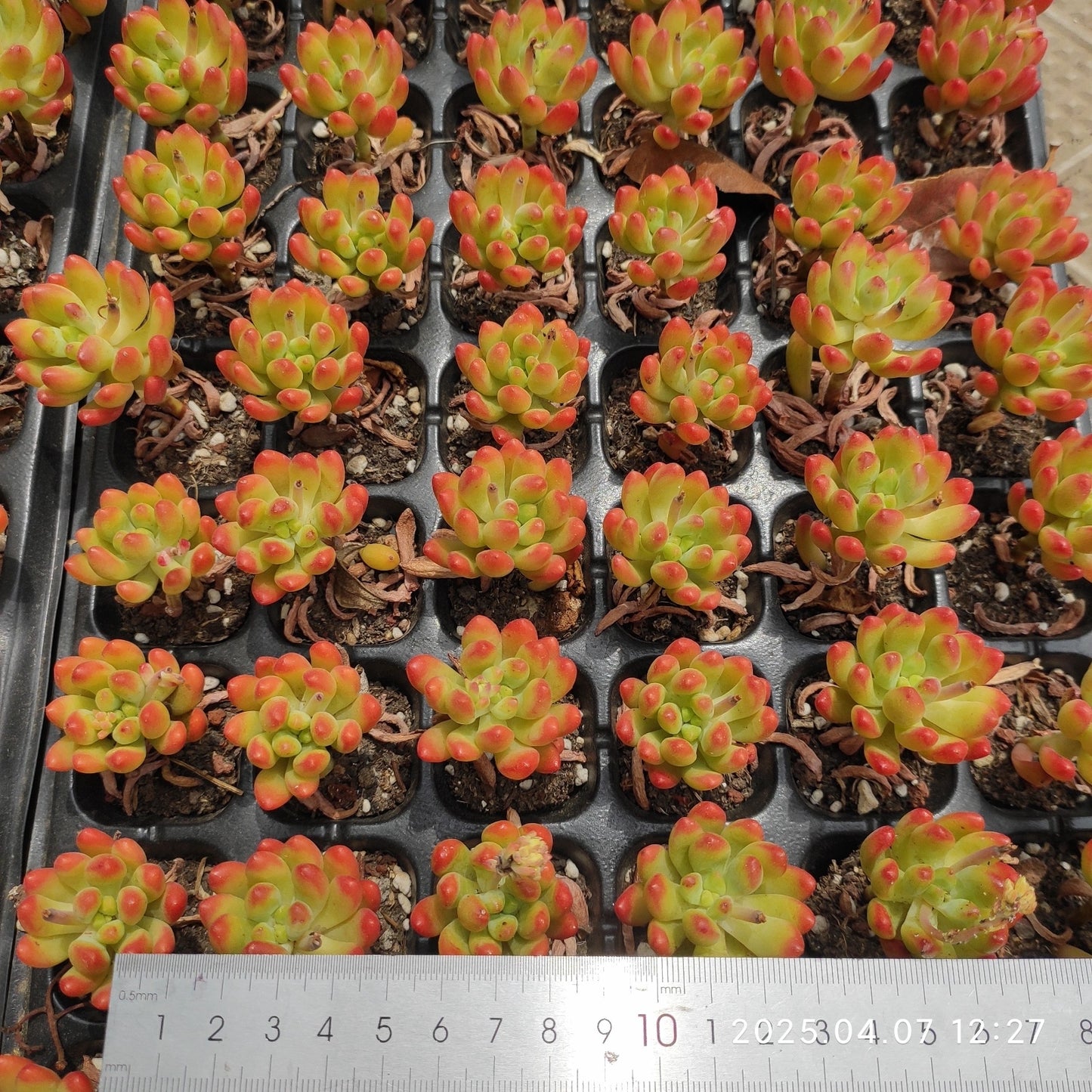 15330 Echeveria Alice Evans (5cm pot size)