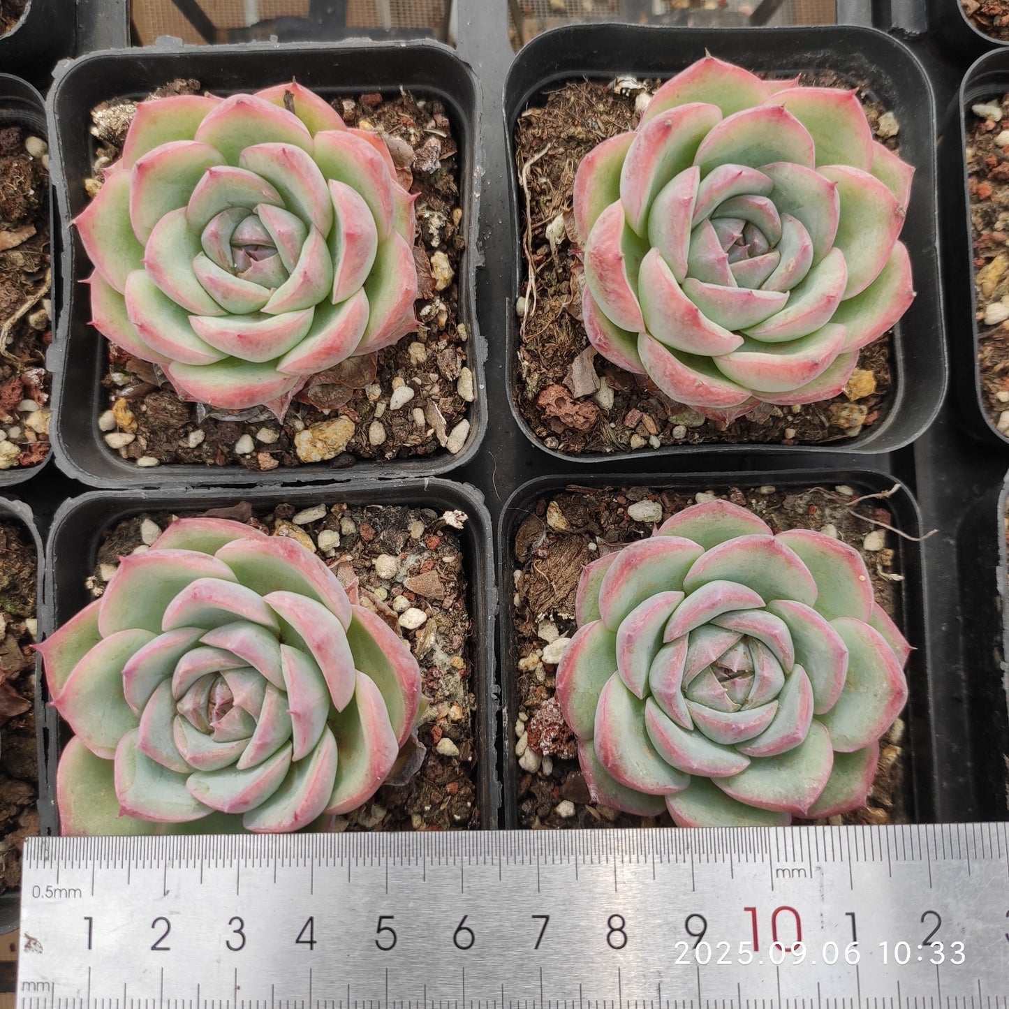 RC029 Echeveria Pink Crystal Rose(7cm pot size)