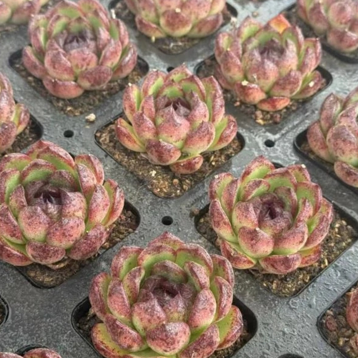 21269 Echeveria Black Pool Water (7cm pot size)