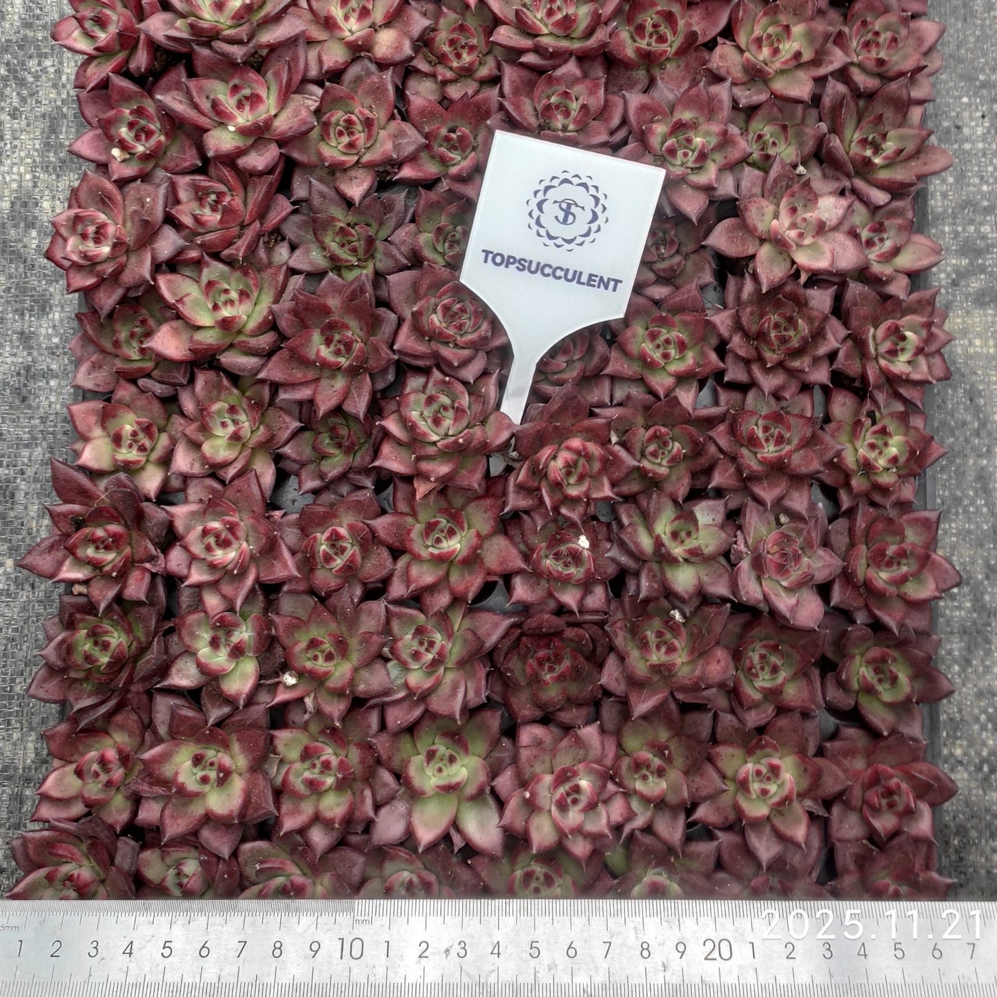 15774 Echeveria Aquarias (3cm pot size)