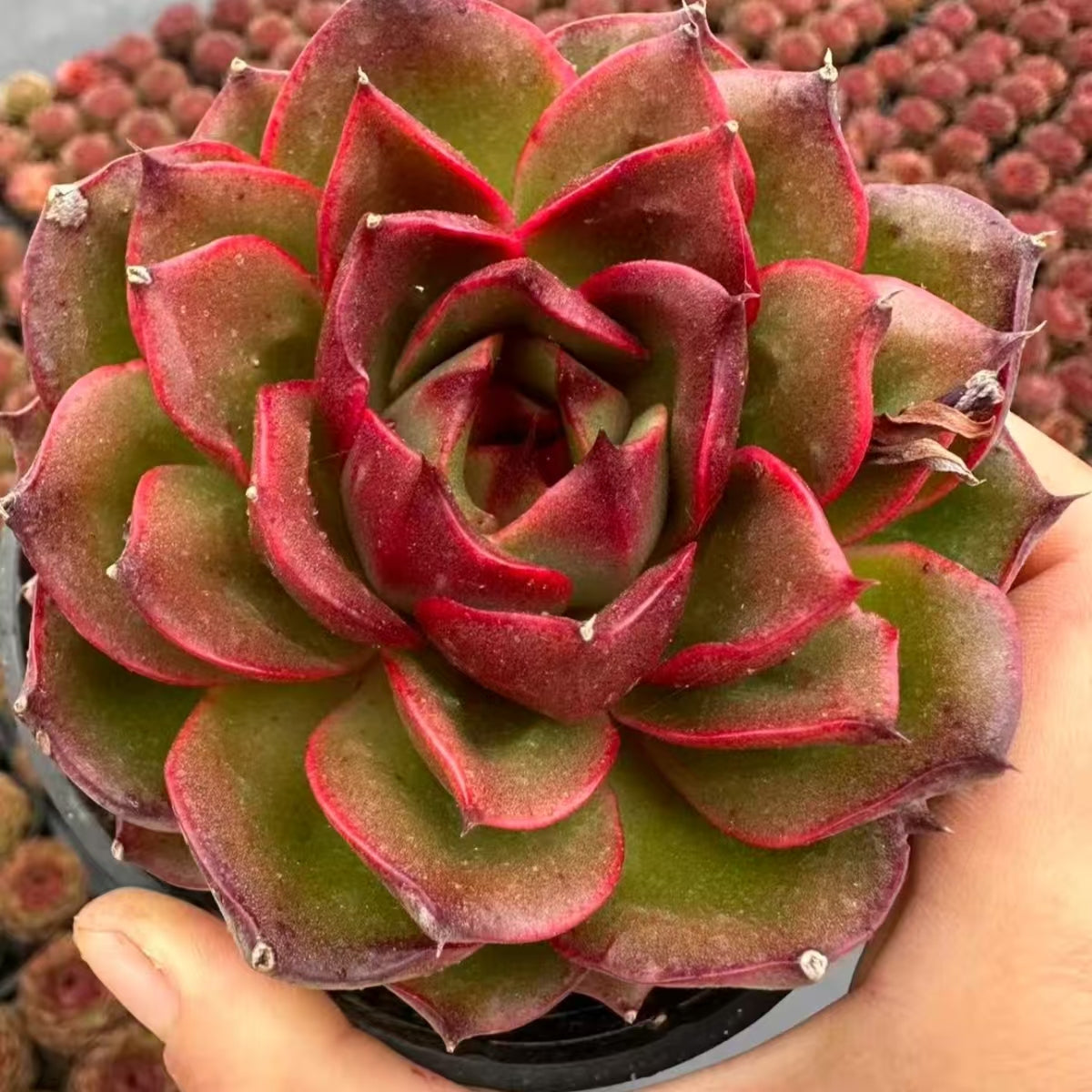 QNY198 Echeveria Obsidian(10cm pot size)