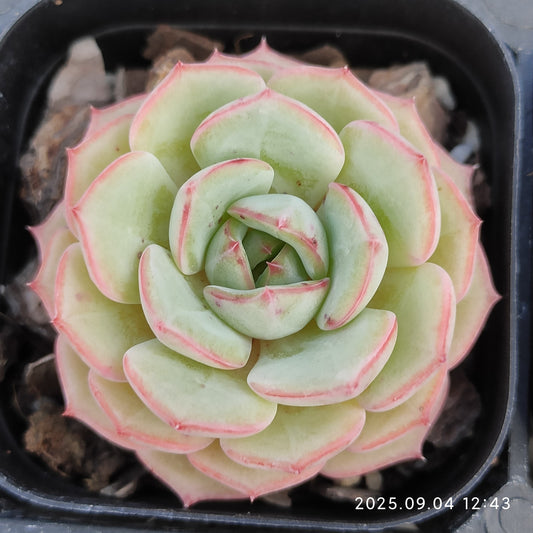 MMY1087 Echeveria Zither Sea(6.3cm pot size)