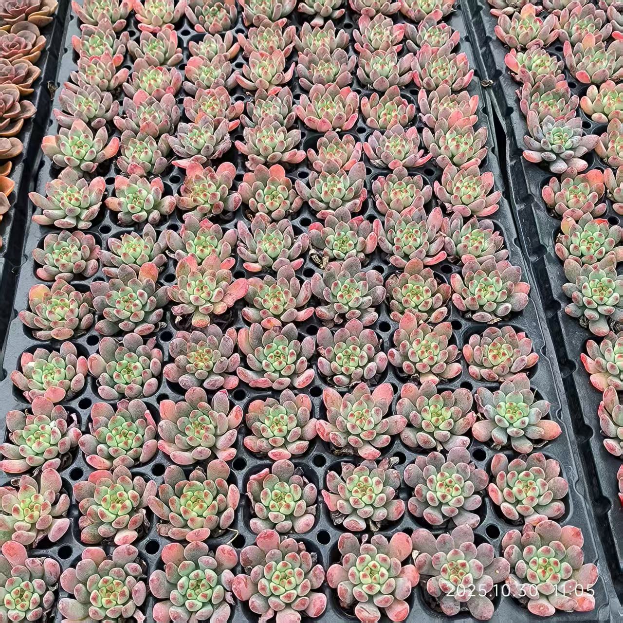 21836 Echeveria Blue Elf (3cm pot size)
