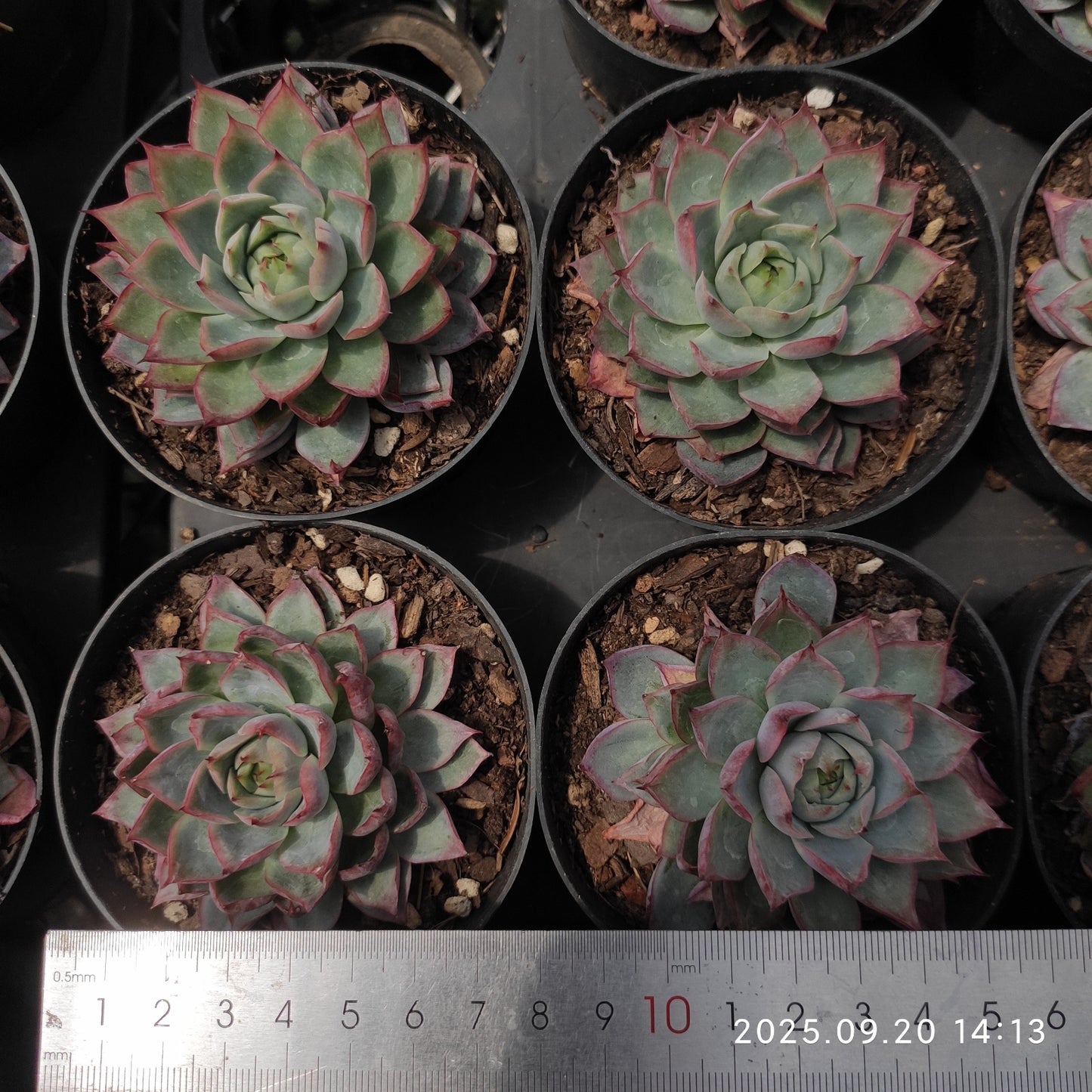 XY181 Echeveria Pink Memory(7cm pot size)