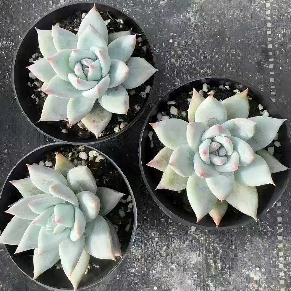 22250 Echeveria Wild Colorata (9cm pot size)