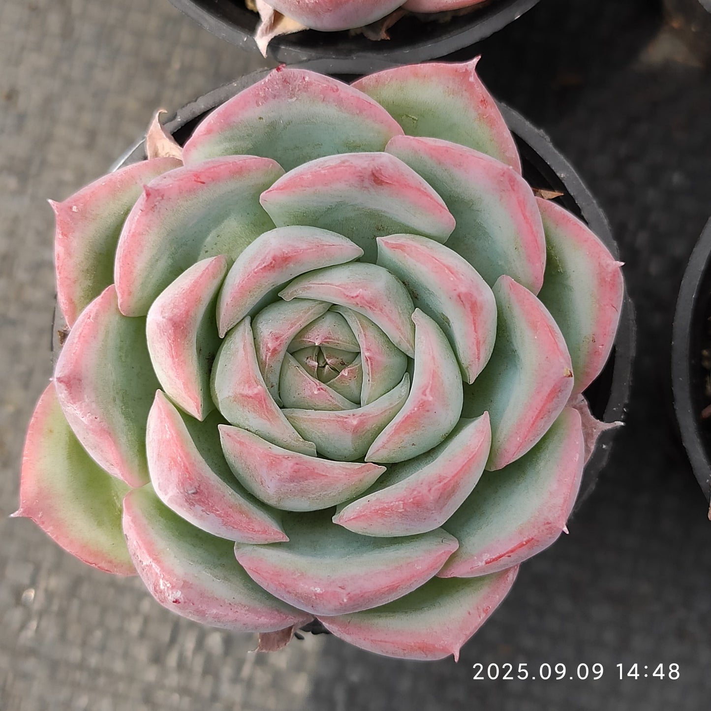 MMT803 Echeveria Silhouette(5.5cm pot size)