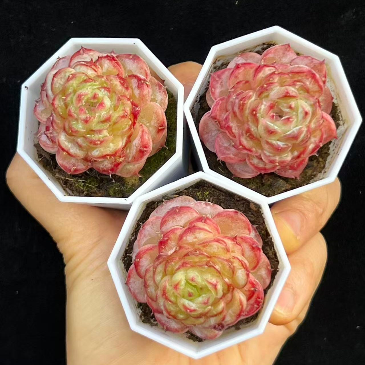 BL2026 Echeveria Crystal Rose Hyb(5cm pot size)