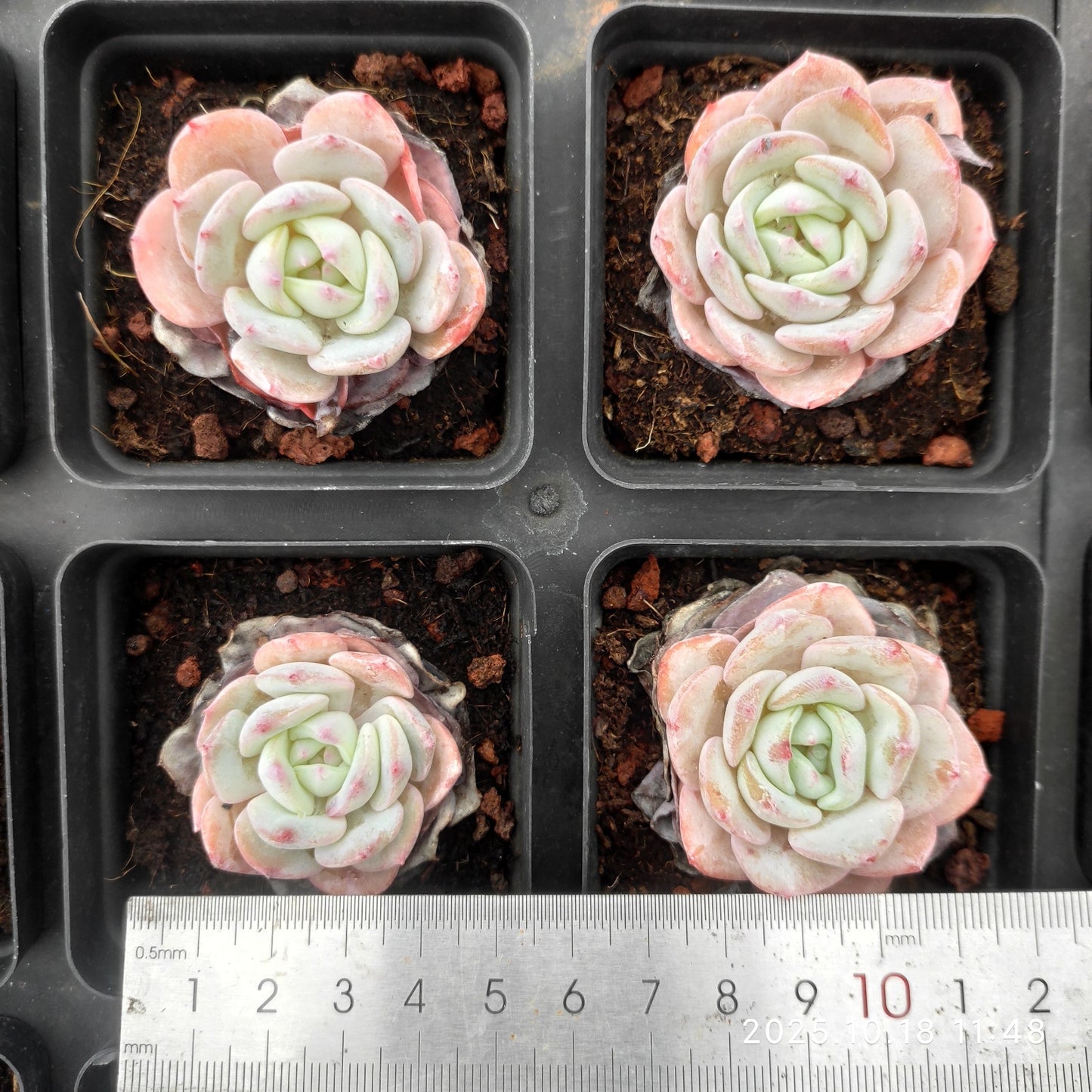 15332 Echeveria Mont Blanc (6.5cm pot size)