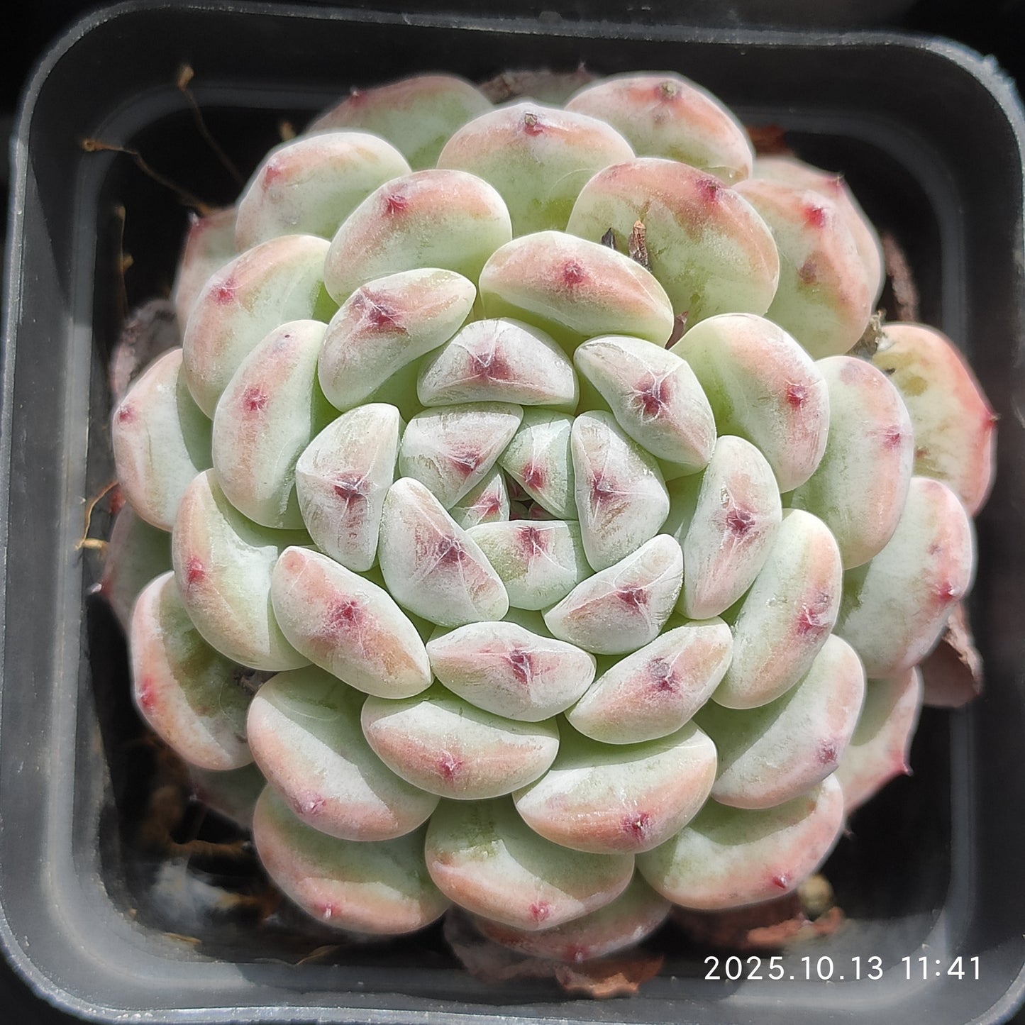 QN702 Echeveria Beyonte(6.5cm pot size)