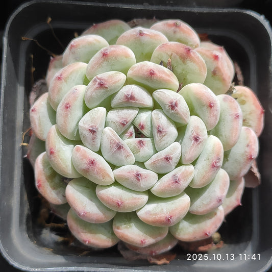 QN702 Echeveria Beyonte(6.5cm pot size)