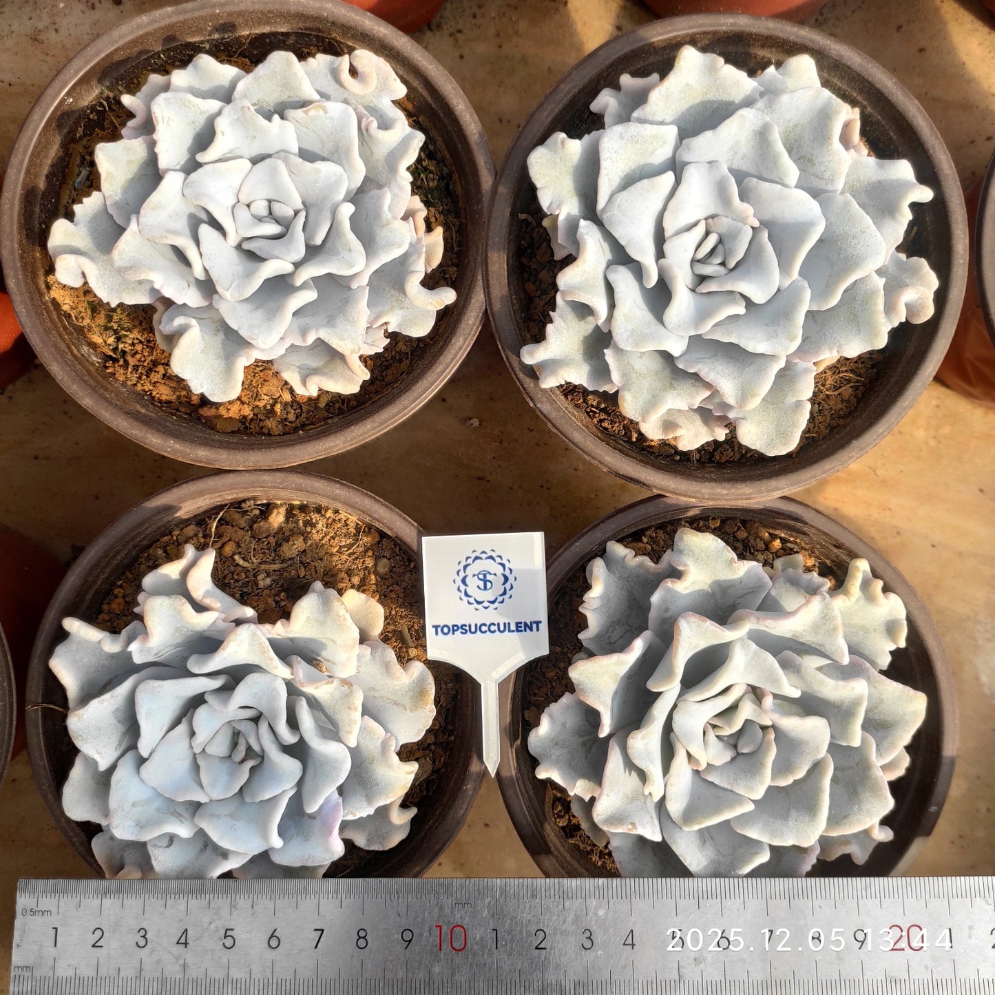 19358 Echeveria Crispate Beauty (12cm pot size)