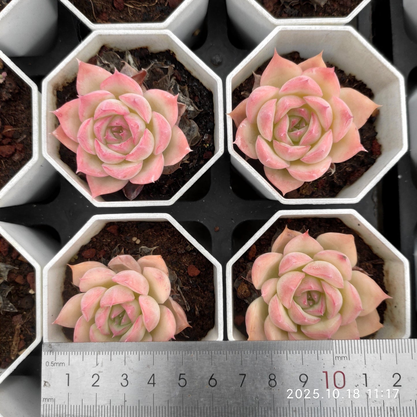 17727 Echeveria Silhouette (7cm pot size)