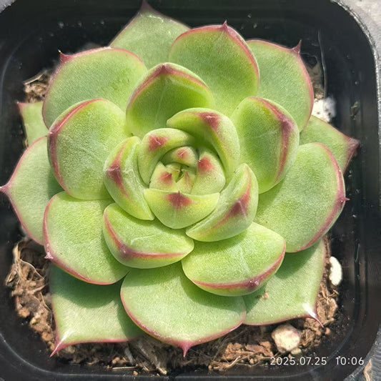 GR409 Echeveria Moon Stone(6.5cm pot size)