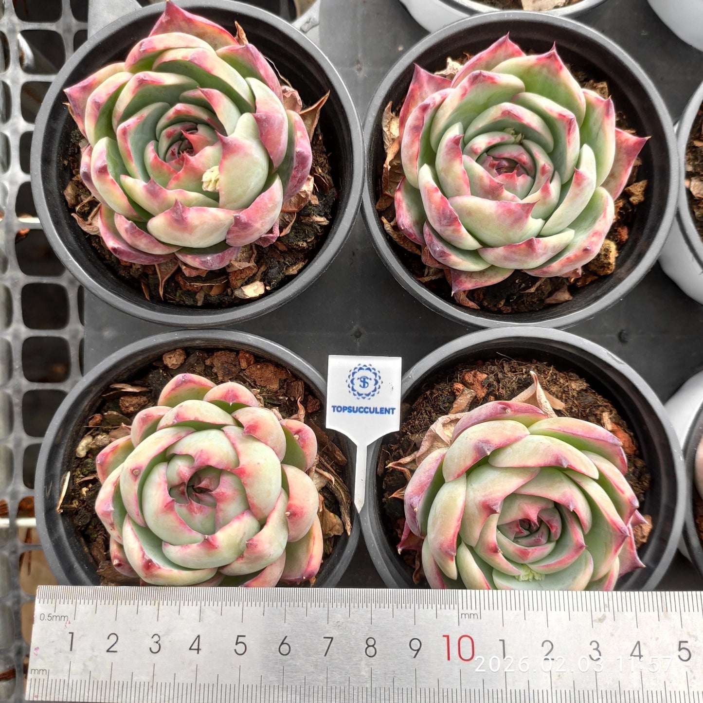 25617 Echeveria Casio (9cm pot size)