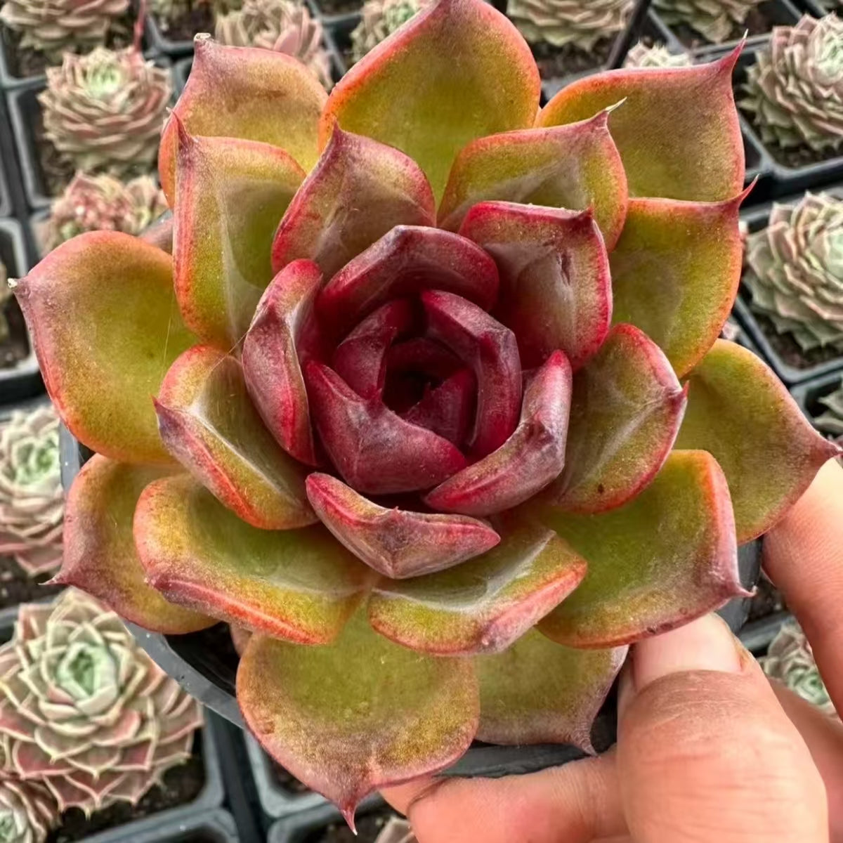 QNY199 Echeveria Starry Night Prince(9cm pot size)