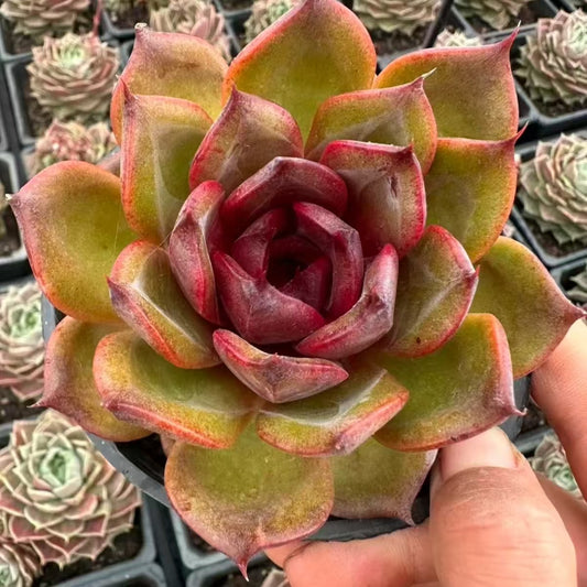 QNY199 Echeveria Starry Night Prince(9cm pot size)