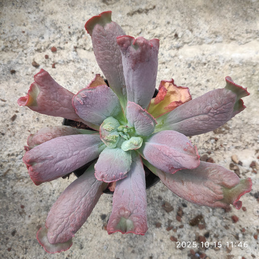 ZZA136 Echeveria Baron Bold(11cm pot size)