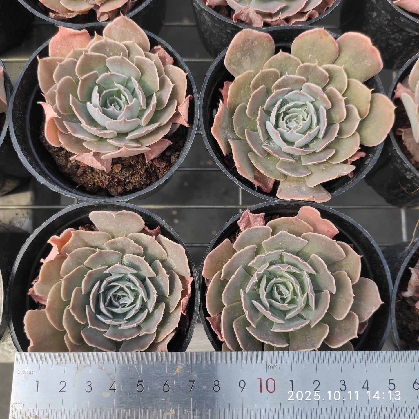 TPKM051 Echeveria Swan Lake(7cm pot size)