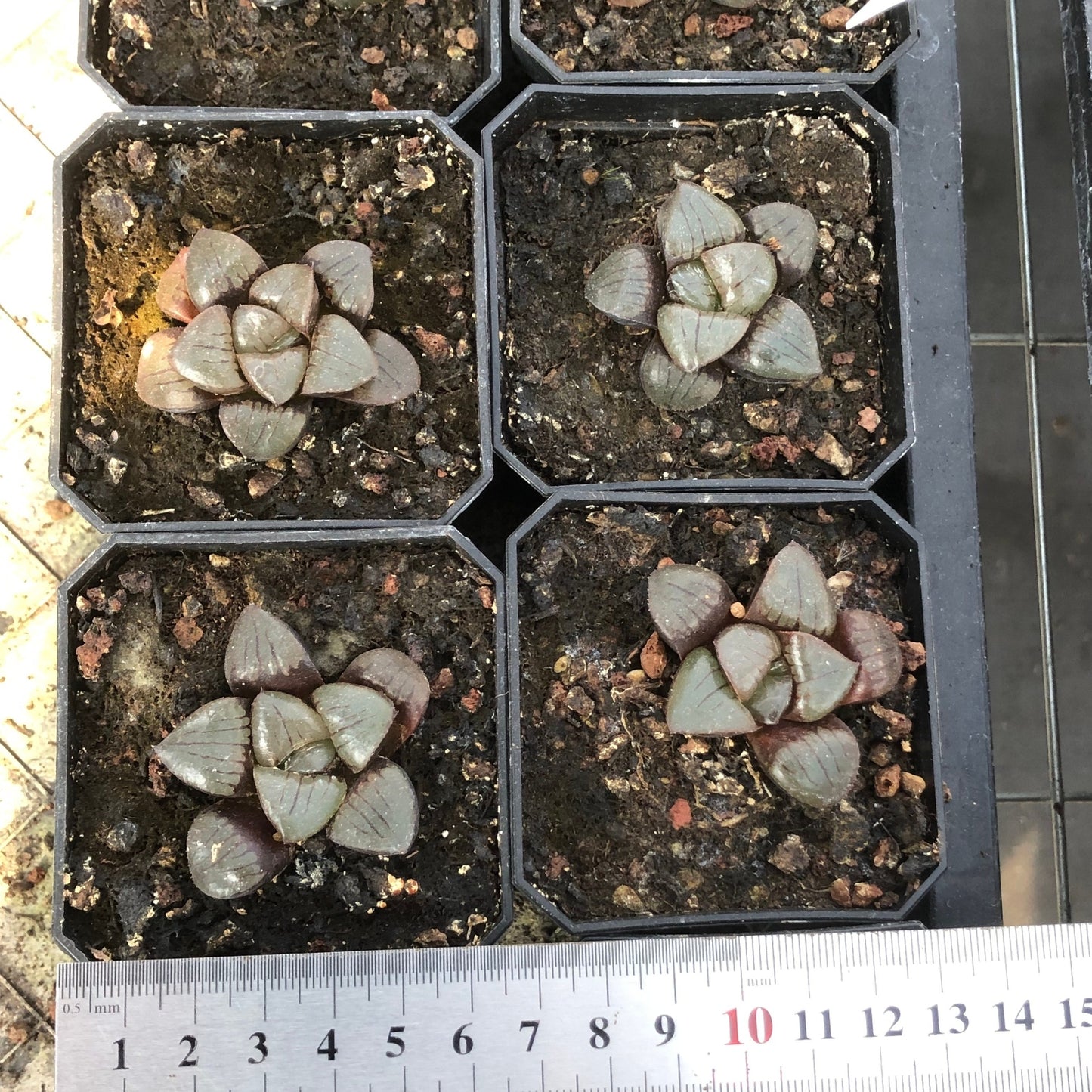 20895 Haworthia Taizuki Tan (3cm pot size)