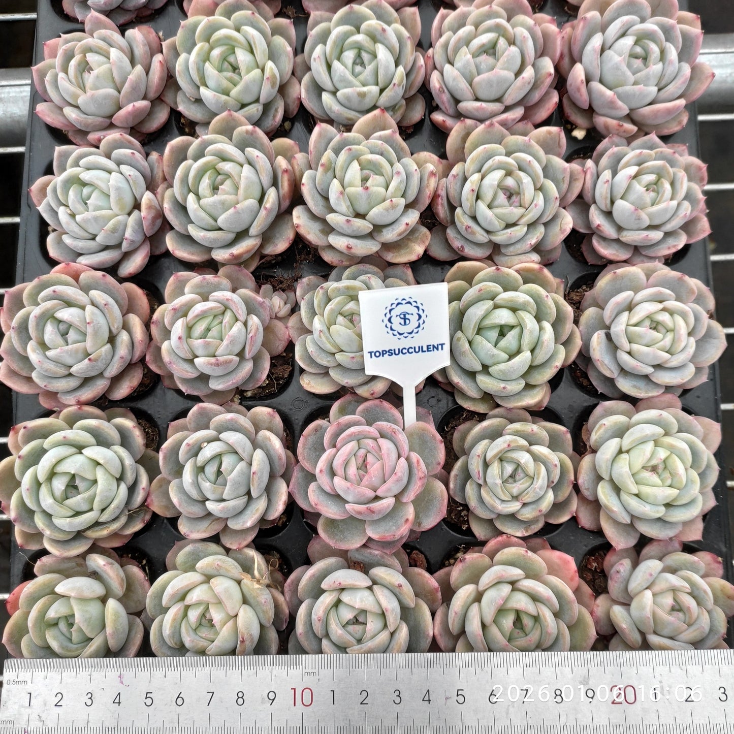 24418 Echeveria Werther (5cm pot size)