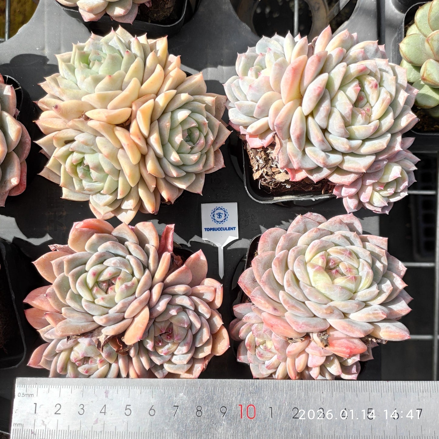 22448 Echeveria Sugar Crystal (7cm pot size)