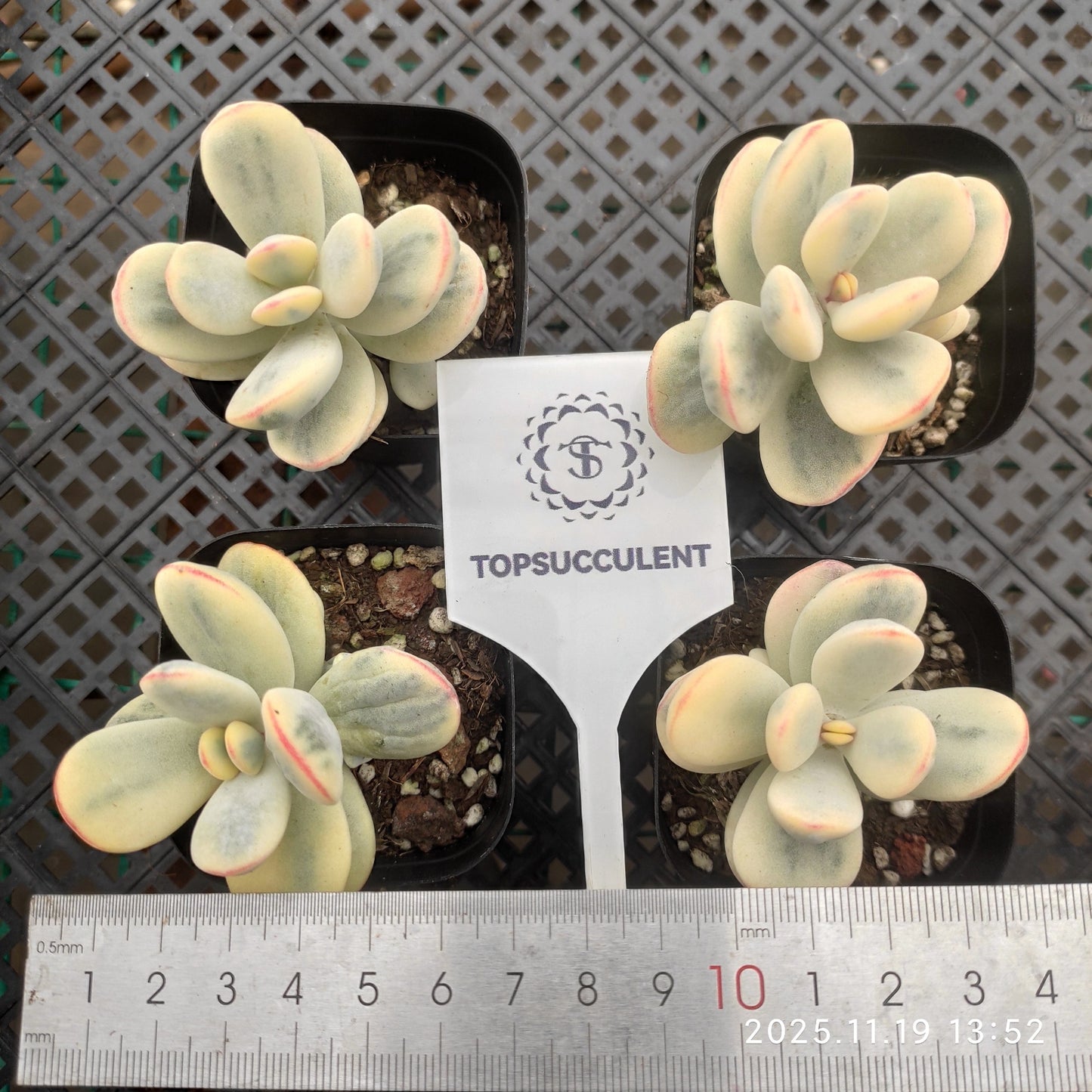 7911 Echeveria Orbiculata Variegated (6.3cm pot size)