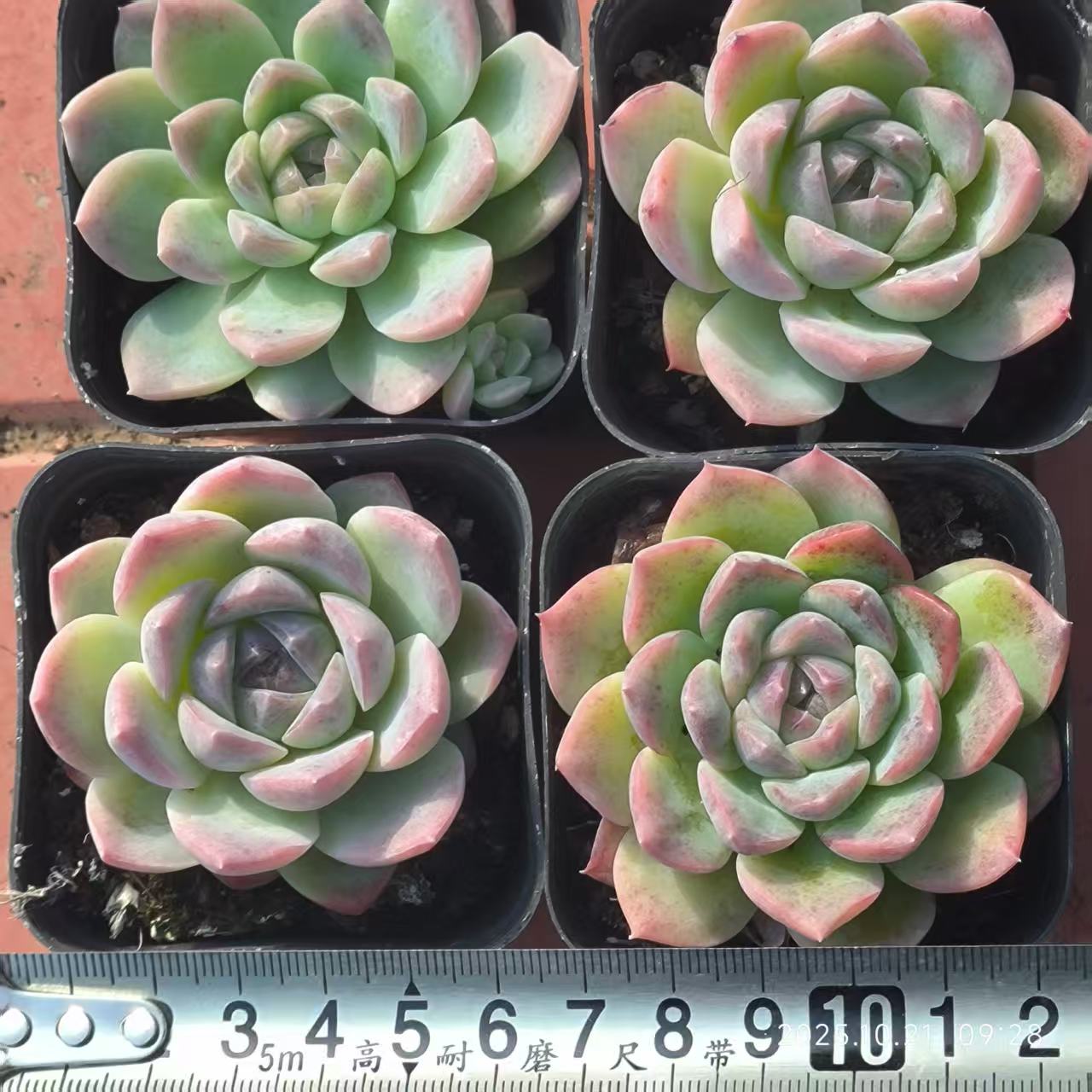 11759 Echeveria Green Jenny x Suryeon (6.5cm pot size)