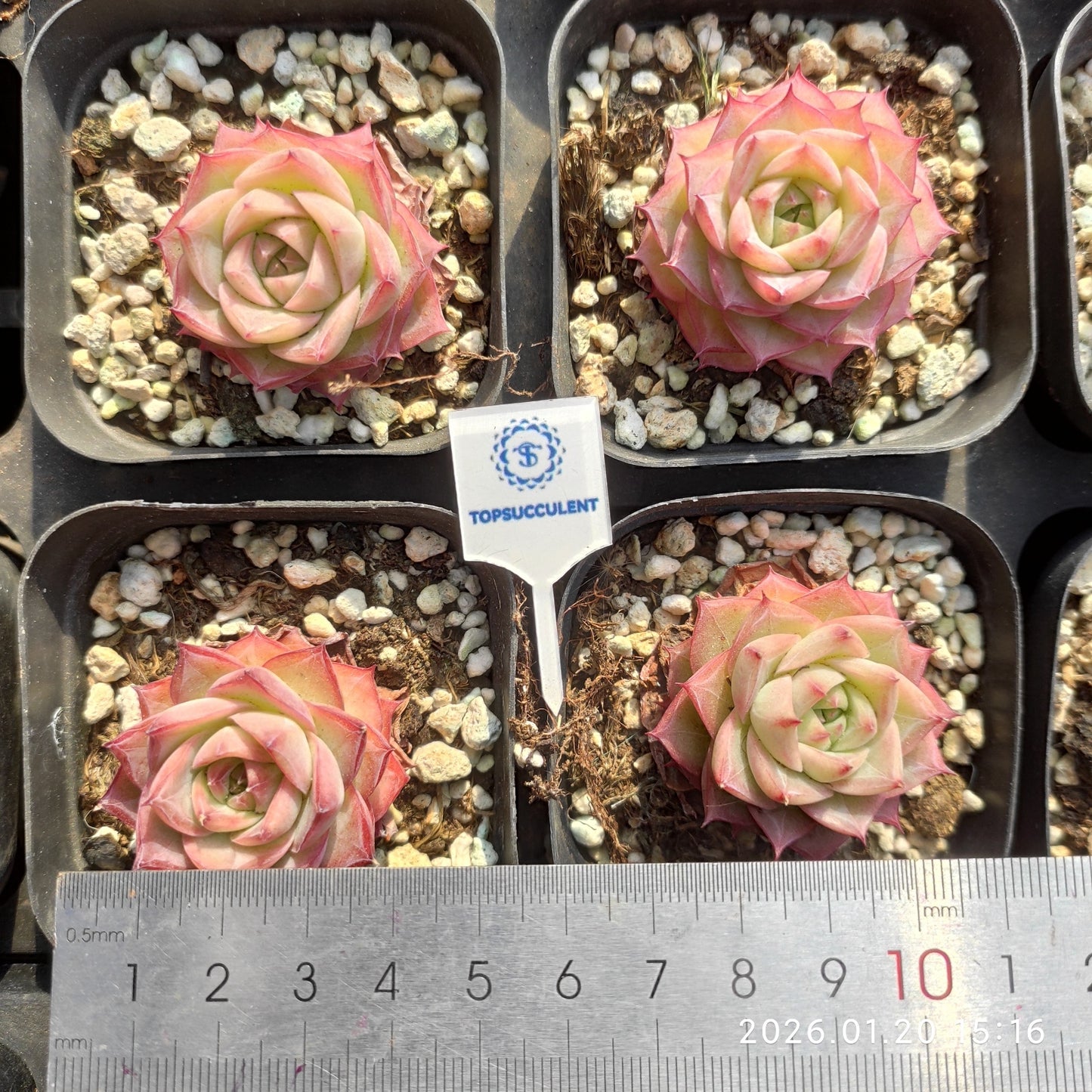 24901 Echeveria Linea (7cm pot size)