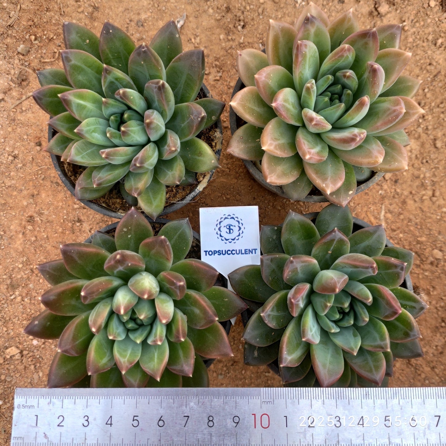 24084 Echeveria Phantom Beauty Hyb (9cm pot size)